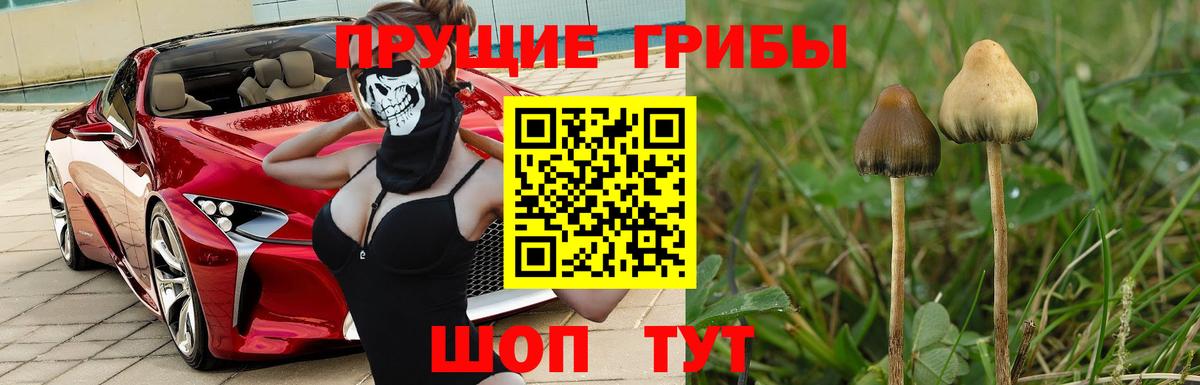 Галлюциногенные грибы GOLDEN TEACHER  Галлюциногенные грибы GOLDEN TEACHER  Первоуральск  Вход с VPN 
